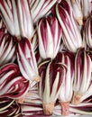 Red chicory called Radicchio Rosso di Treviso in Italy Royalty Free Stock Photo