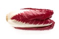 Red Chicory Isolated