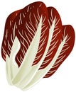 Red chicory isolated illustration Royalty Free Stock Photo