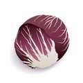 Red chicory or radicchio on white background, isolated. Fresh violet cabbage. Delicious cruciferous vegetable vector Royalty Free Stock Photo