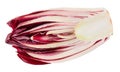 Red chicory Royalty Free Stock Photo