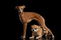 Red Chihuahua dog Lying under Standing Italian Greyhound isolated Black Royalty Free Stock Photo