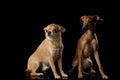 Red Chihuahua and Italian Greyhound Dogs Sitting isolated Black backgrond Royalty Free Stock Photo