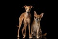 Red Chihuahua and Italian Greyhound Dogs Sitting isolated Black backgrond Royalty Free Stock Photo