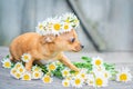 A red Chihuahua puppy sitting, a wreath of daisies on his head, on a gray wooden background