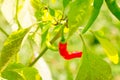 Red chile peppers small curved pod on a branch of light green bush in sunlight large leaves background