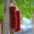 Red chile ristras Royalty Free Stock Photo