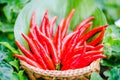 Red chili in basket Royalty Free Stock Photo