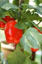 Red Chili Bell Pepper Plant Royalty Free Stock Photo