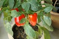 Red Chili Bell Pepper Plant Royalty Free Stock Photo