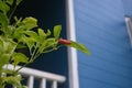 Red chili with blue background