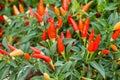 Chilli peppers plant in garden