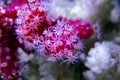 Red Chili Coral - Alcyonium palmatus Royalty Free Stock Photo