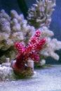 Red Chili Coral - Alcyonium palmatus Royalty Free Stock Photo