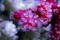 Red Chili Coral - Alcyonium palmatus Royalty Free Stock Photo