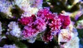 Red Chili Coral - Alcyonium palmatus