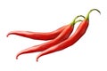 red chili design vektor vegetarian vegetable nice cool