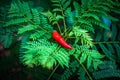 Red chili on ferm leaves with light focus