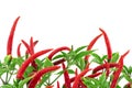 Red chili fruits on branch green leaves isolated on white background Royalty Free Stock Photo