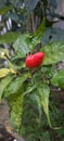 Red chili in the garden on trees