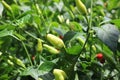 Red chili and green chili peppers on the tree in garden. Thai chilli tree agriculteral in organic farm in Thailand. Royalty Free Stock Photo