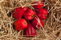 Red chili habanero peppers