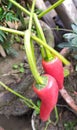 Red chili in the Indian roof garden.