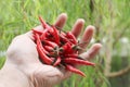 Red chili ingredients fresh