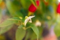 red chili pepper on balcony. Summer nature view