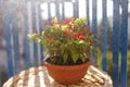 red chili pepper on balcony. Summer nature view