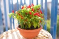 red chili pepper on balcony. Summer nature view