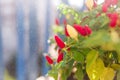 red chili pepper on balcony. Summer nature view