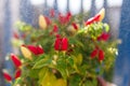 red chili pepper on balcony. Summer nature view