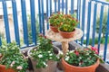 red chili pepper on balcony. Summer nature view