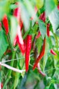 Red chili pepper in farm