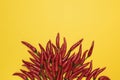 Red chili pepper on fire shape on yellow background, top view