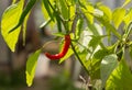 Red chili pepper grows on a bush with green peppers young in the wild Royalty Free Stock Photo