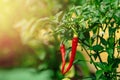 Red chili pepper grows on green branch, plantation of vegetables in greenhouse Royalty Free Stock Photo