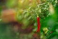 Red chili pepper grows on green branch, plantation of vegetables in greenhouse Royalty Free Stock Photo