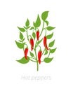 Red chili pepper plant. Vector illustration. Capsicum annuum. Cayenne pepper. On white background