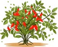 Red Chili Pepper. Spicy vegetables on tree. Vector