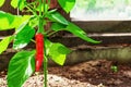 Red chili pepper on a stalk with green leaves outdoors Royalty Free Stock Photo