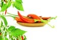 Red chili pepper in white background Royalty Free Stock Photo