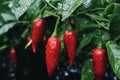 Red chili peppers glisten with dewdrops after a revitalizing rain.