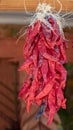 Red Chili Peppers hanging in southwest New Mexico USA Royalty Free Stock Photo