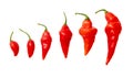 Red chili peppers isolated white background. Close-up Royalty Free Stock Photo