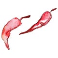 Red chili peppers. Watercolor background illustration set. Isolated chilli illustration element.