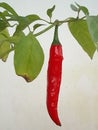 Red Chili Plant Royalty Free Stock Photo