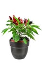 Red chili plant in a black pot