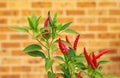 Red chili plant with a brick background